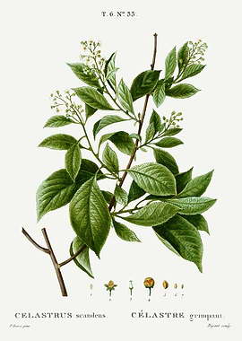 Traite Arbres 1819 HQ Orig