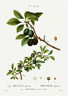Traite Arbres 1819 HQ Orig
