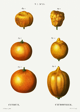 Traite Arbres 1819 HQ Orig