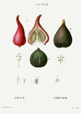 Traite Arbres 1819 HQ Orig