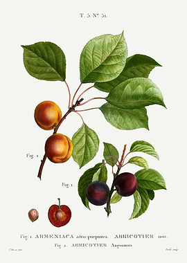 Traite Arbres 1819 HQ Orig