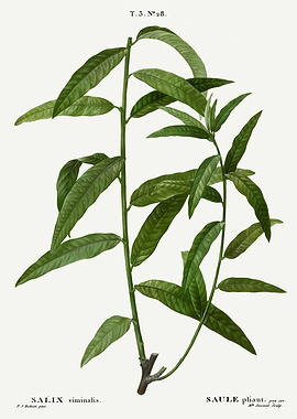 Traite Arbres 1819 HQ Orig