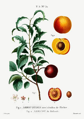 Traite Arbres 1819 HQ Orig