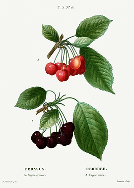 Traite Arbres 1819 HQ Orig