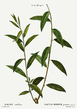 Traite Arbres 1819 HQ Orig