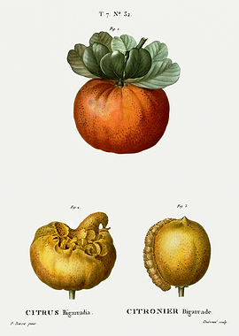 Traite Arbres 1819 HQ Orig