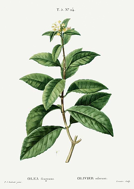 Traite Arbres 1819 HQ Orig