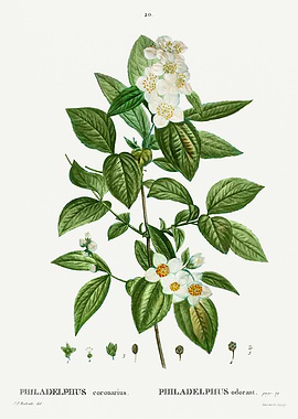 Traite Arbres 1819 HQ Orig