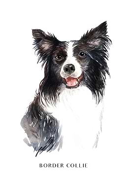 Border Collie