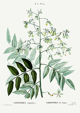 Traite Arbres 1819 HQ Orig