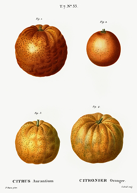 Traite Arbres 1819 HQ Orig