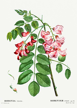 Traite Arbres 1819 HQ Orig