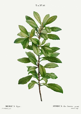 Traite Arbres 1819 HQ Orig