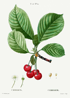 Traite Arbres 1819 HQ Orig