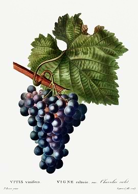 Traite Arbres 1819 HQ Orig