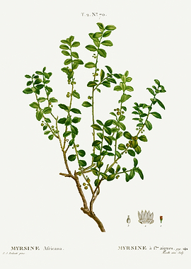 Traite Arbres 1819 HQ Orig