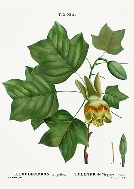 Traite Arbres 1819 HQ Orig