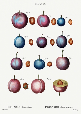 Traite Arbres 1819 HQ Orig