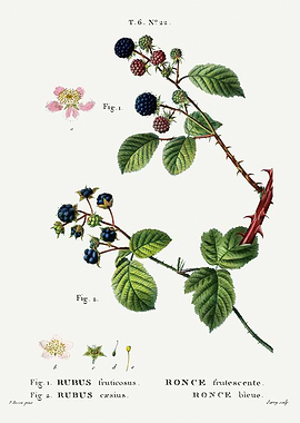 Traite Arbres 1819 HQ Orig