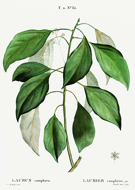 Traite Arbres 1819 HQ Orig