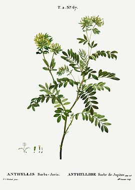 Traite Arbres 1819 HQ Orig