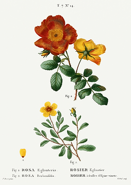 Traite Arbres 1819 HQ Orig