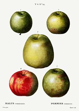 Traite Arbres 1819 HQ Orig