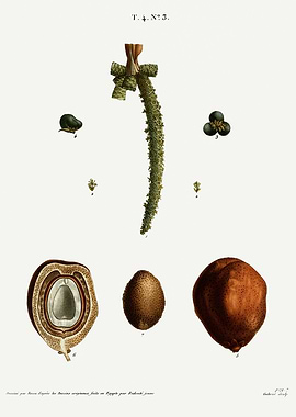 Traite Arbres 1819 HQ Orig