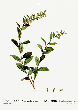 Traite Arbres 1819 HQ Orig