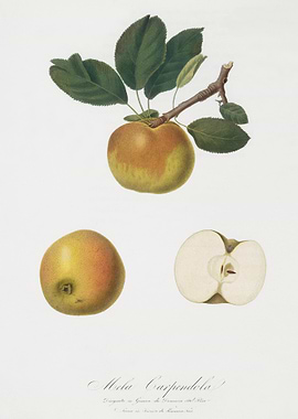 Apple Malus Carpendolo Fro