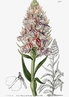 Leafy Spiked Orchid Poster