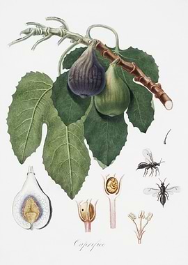 Fig Fico From Pomona Itali