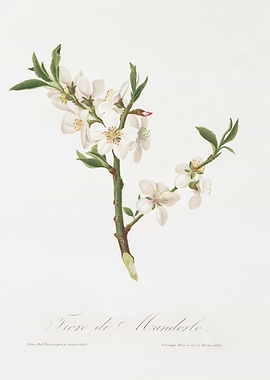 Almond Tree Flower Prunus