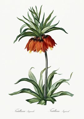 Les Liliacees 1805 HQ Orig