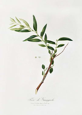 Pomona Italiana 1839HQOrig