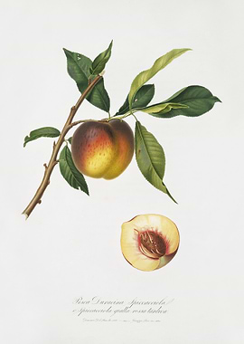 Peach Prunus Persica From