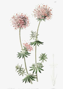 Caucasian Crosswort Poster