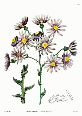 Purple Flower Poster