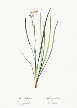 Les Liliacees 1805 HQ Orig