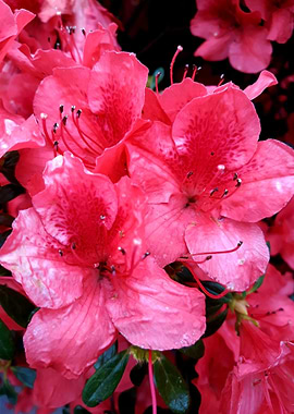 Red azalea