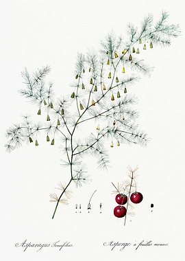 Les Liliacees 1805 HQ Orig