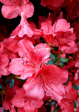 Azalea flowers