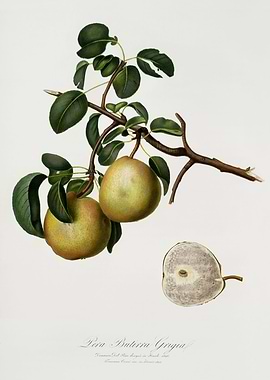 Pomona Italiana 1839HQOrig