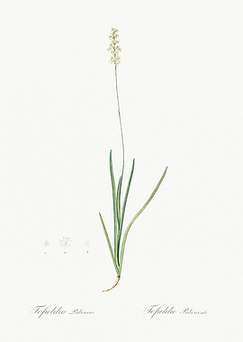 Les Liliacees 1805 HQ Orig