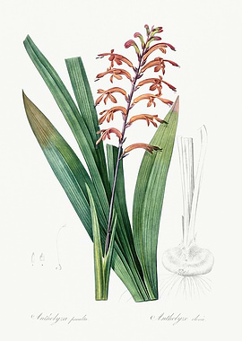 Les Liliacees 1805 HQ Orig