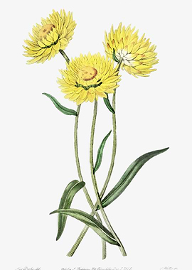 Yellow Strawflower Poster