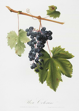 Grape Colorino Vitis Vinif