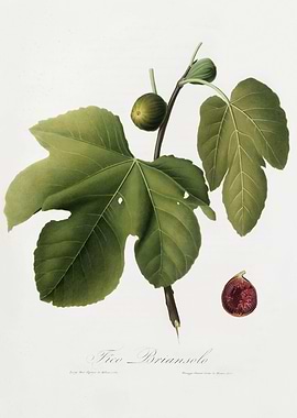 Pomona Italiana 1839HQOrig