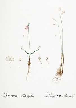 Les Liliacees 1805 HQ Orig