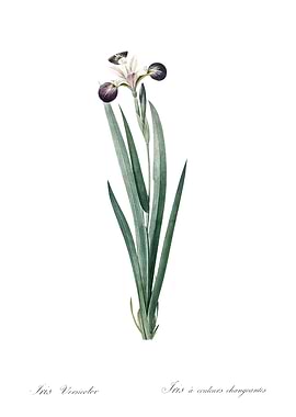 Les Liliacees 1805 HQ Orig